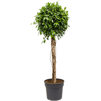 Fikus microcarpa ‘Nitida’ 4FINIRS11
