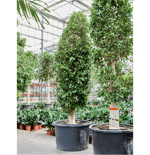 Fikus microcarpa ‘Nitida’ 4FINIPY90