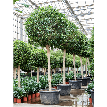 Fikus microcarpa ‘Nitida’ 4FINIR027