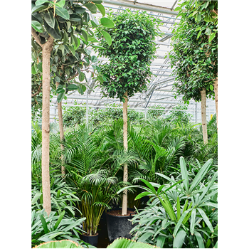 Fikus microcarpa ‘Nitida’ 1FINIRS68