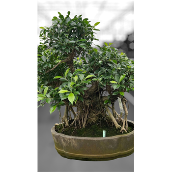 Fikus retusa F00007668