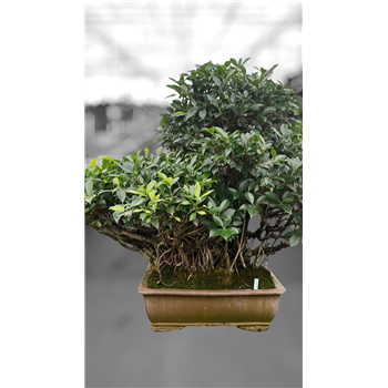 Fikus retusa F00007673