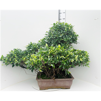 Fikus retusa F00007676