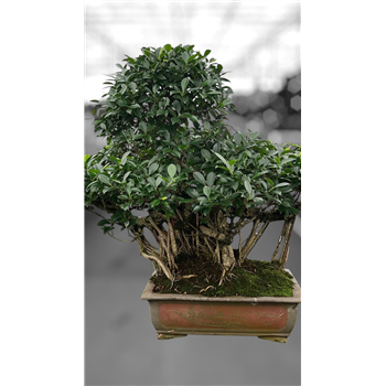 Fikus retusa F00007672