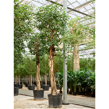 Fikus rubiginosa 'Australis' 4FIAURS02