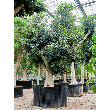 Fikus rubiginosa 'Australis' 4FIAUSV08