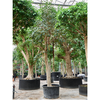 Fikus rubiginosa 'Australis' 4FIAURS04