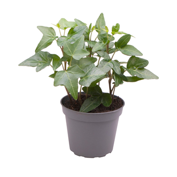 Hedera Helix Green F00001942