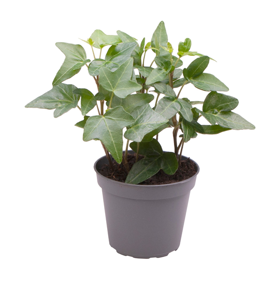 Hedera Helix Green F00001942