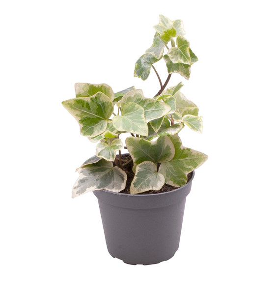 Hedera Helix Variegated F00001943