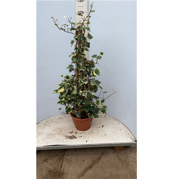 Hedera algeriensis 'Gloire de Marengo' F00005428