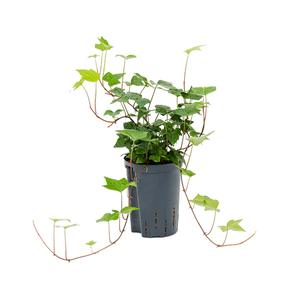 Hedera algeriensis 'Montgomery' 1HEMOHA10