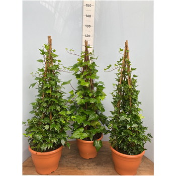 Hedera helix F00005429