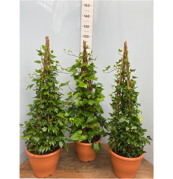 Hedera helix F00005429