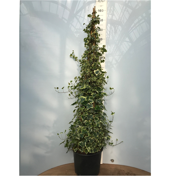 Hedera chester pyramide F00005420