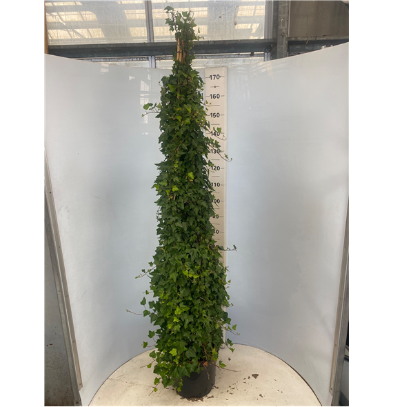 Hedera helix F00005425