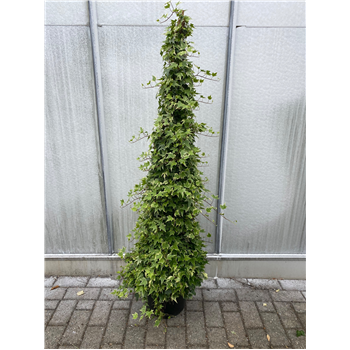 Hedera helix 'Esther' F00005426