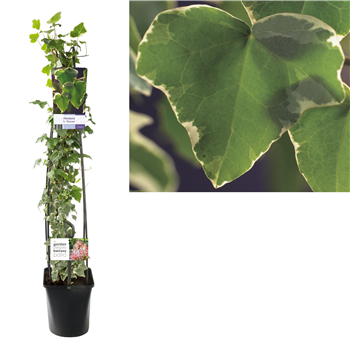 Hedera helix 'Glacier' F00006459