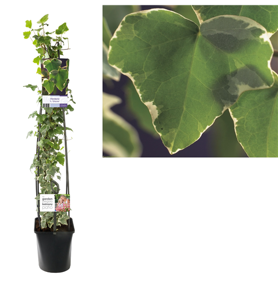 Hedera helix 'Glacier' F00006459