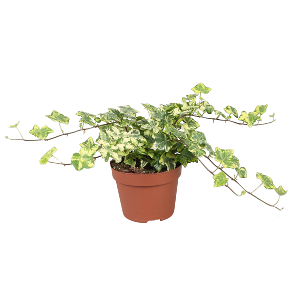 Hedera helix 'Golden Kolibri' F00001161