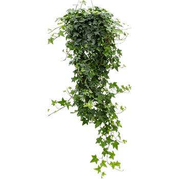 Hedera helix 'Pittsburgh' 4HEHPHA24