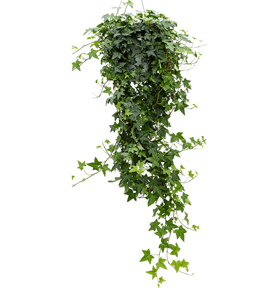 Hedera helix 'Pittsburgh' 4HEHPHA24