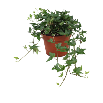 Hedera helix 'Shamrock' F00004940