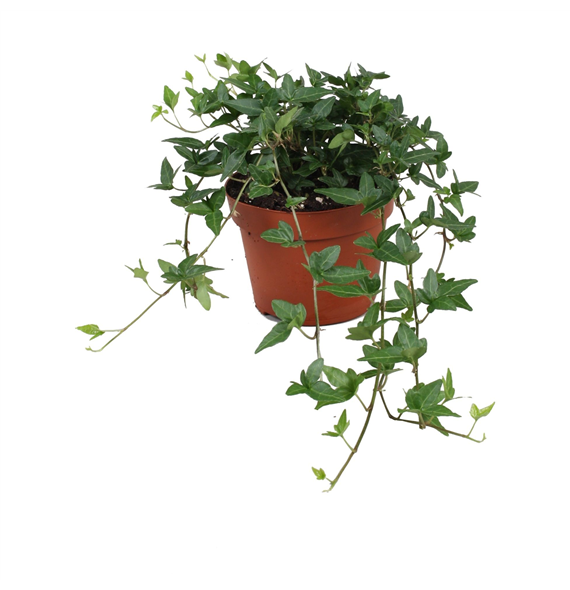 Hedera helix 'Shamrock' F00004940