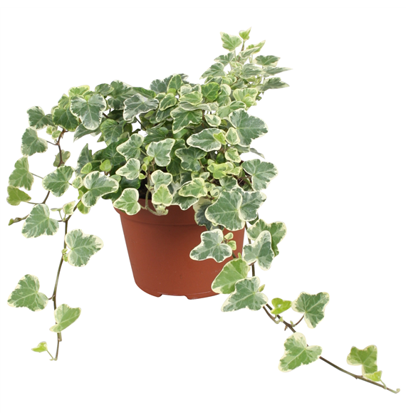 Hedera helix 'White Wonder' F00001160