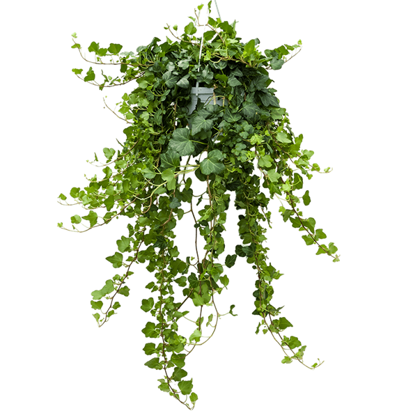 Hedera helix 'Wonder' 4HEWOHA07