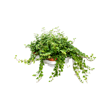 Hedera helix 'Wonder' 6/tray 4HEWOHA12