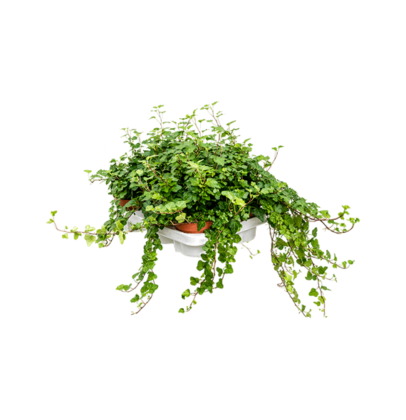 Hedera helix 'Wonder' 6/tray 4HEWOHA12