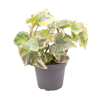 Hedera helix 'Yellow Ripple' F00001944