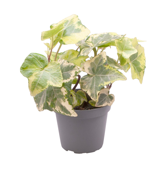 Hedera helix 'Yellow Ripple' F00001944