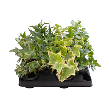 Hedera helix mix F00001994