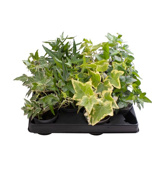 Hedera helix mix F00001994