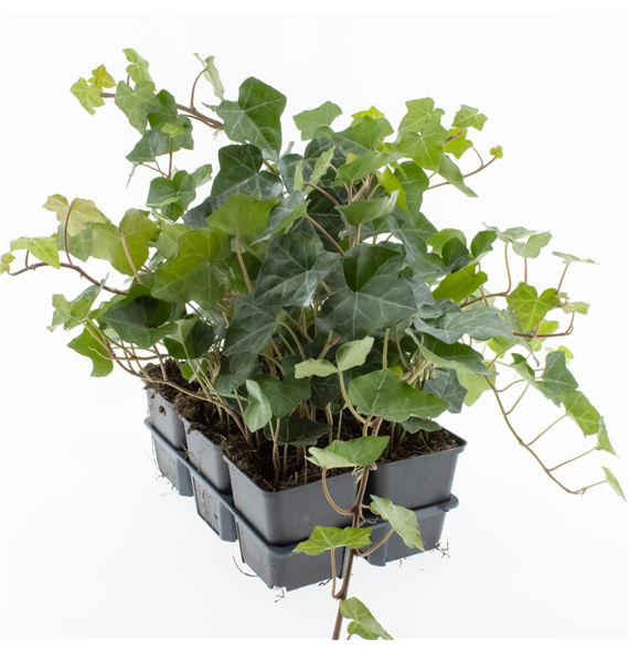 Hedera hibernica F00004627