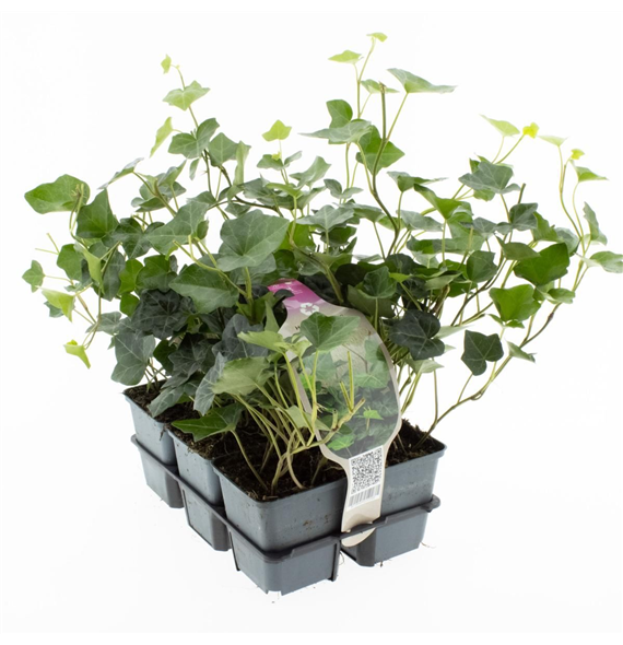 Hedera hibernica F00006788