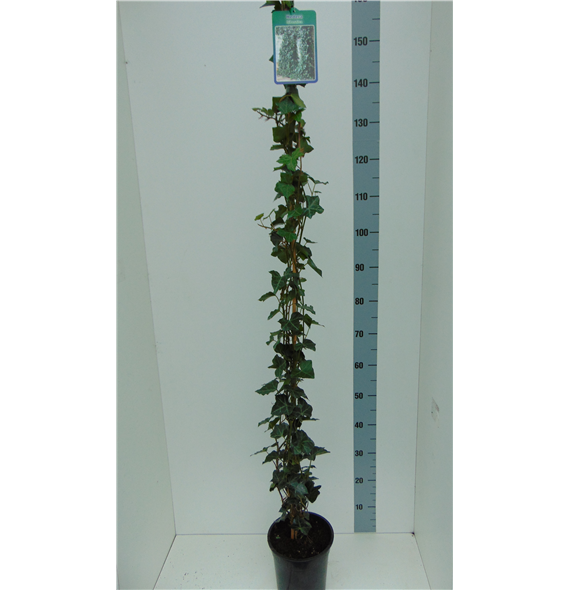 Hedera hibernica F00004213