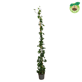 Hedera hibernica F00004583
