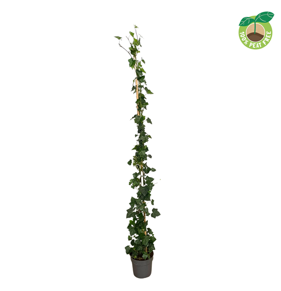 Hedera hibernica F00004583