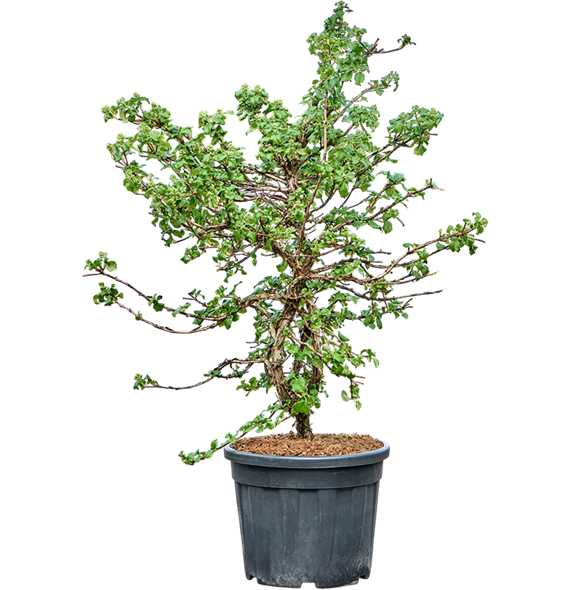 Hortenzija petiolaris 5HYPEPY50