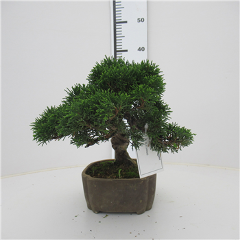 Juniperus chinensis F00007707