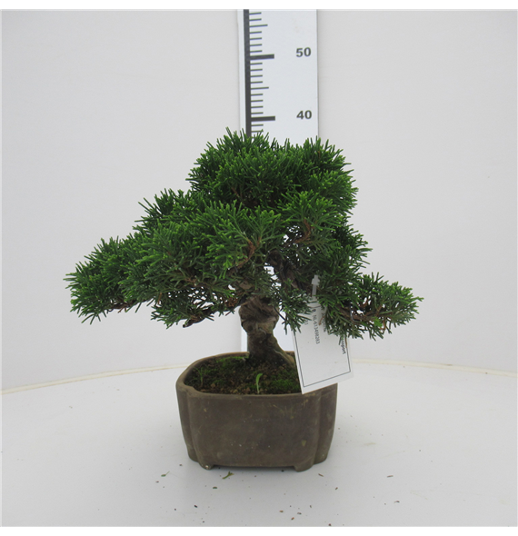 Juniperus chinensis F00007707