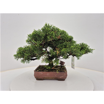 Juniperus chinensis F00007709