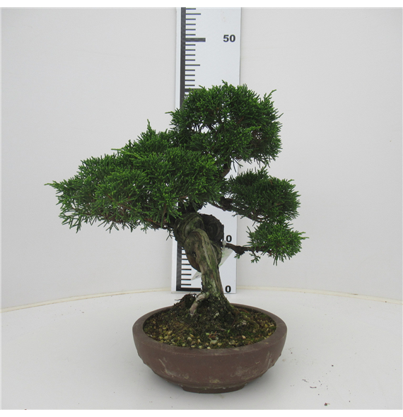 Juniperus chinensis F00007706