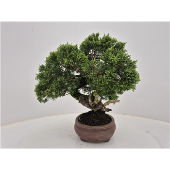 Juniperus chinensis F00007710