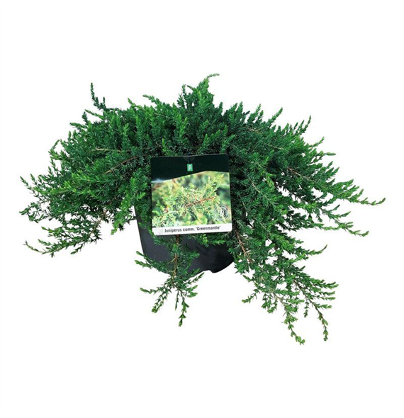 Juniperus communis 'Greenmantle' F00006849