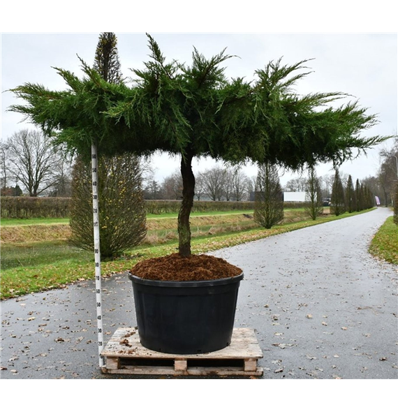 Juniperus pfitzeriana 'Aurea' F00006577