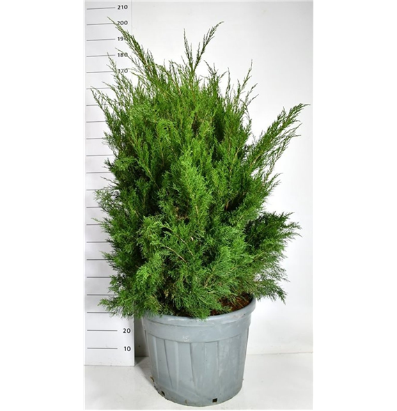 Juniperus pfitzeriana 'Mint Julep' F00006663